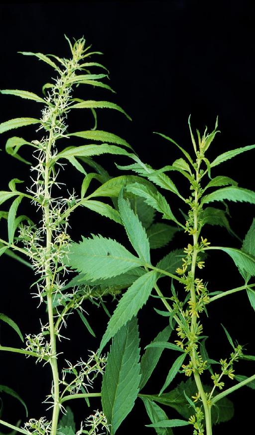 Datisca cannabina female and male flowering branches