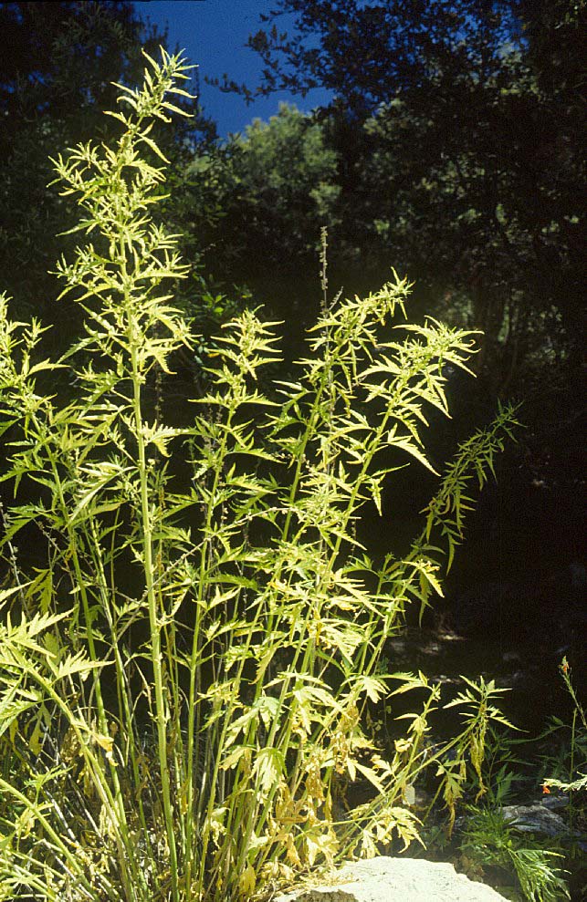 Datisca glomerata, whole plant