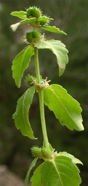 Mercurialis annua female