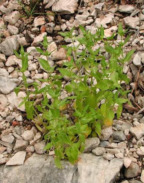 Mercurialis annua female, whole plant