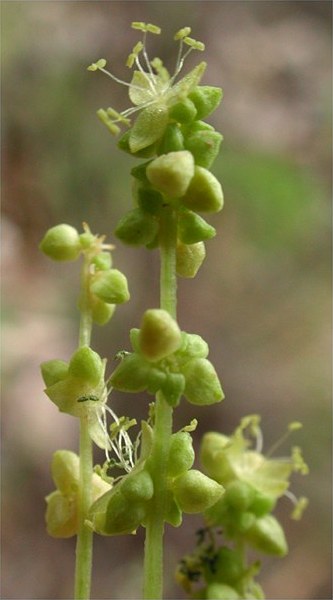 Mercurialis annua male flowers