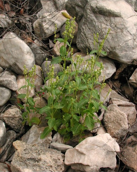 Mercurialis annua male, whole plant